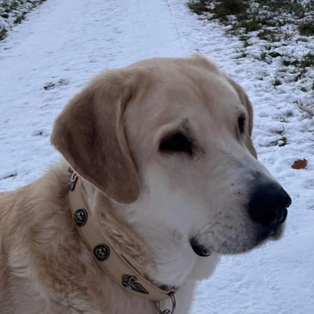 Gandalf, weiß male 6yo mixed breed for adoption at SALVA Hundehilfe e.V.