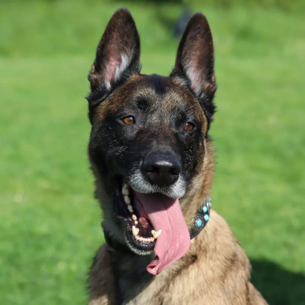 Hercules, male senior Belgian Malinois for adoption at SALVA Hundehilfe e.V.
