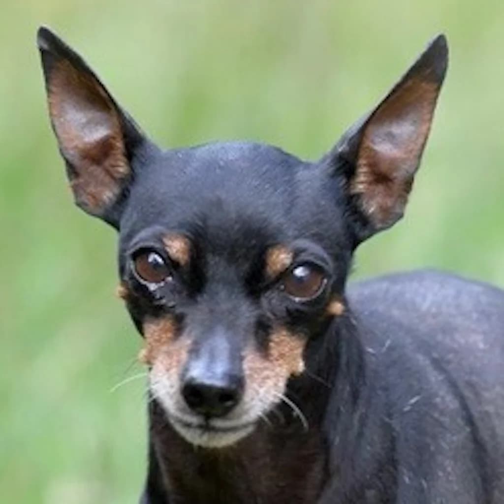 Thor, male senior mixed breed for adoption at SALVA Hundehilfe e.V.