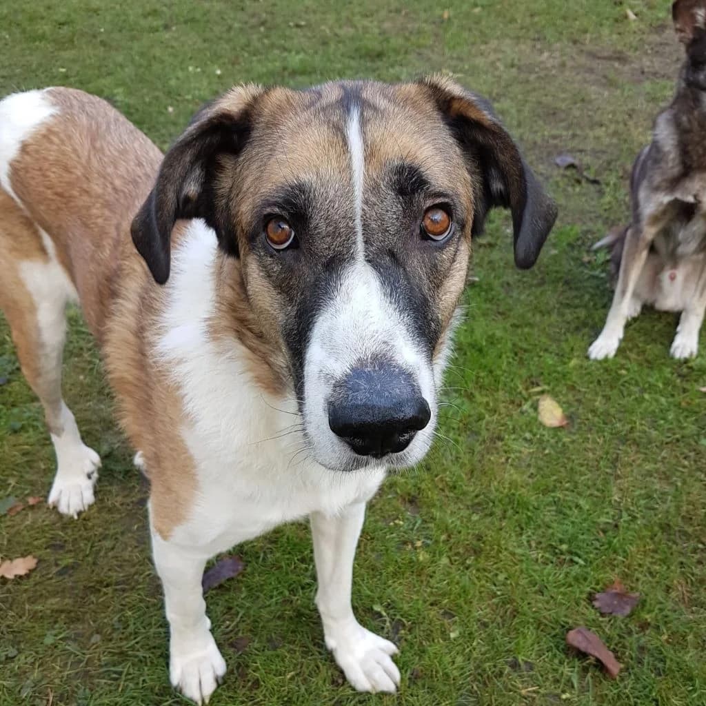 Simba, male 4yo Mixed Breed for adoption at SALVA Hundehilfe e.V.