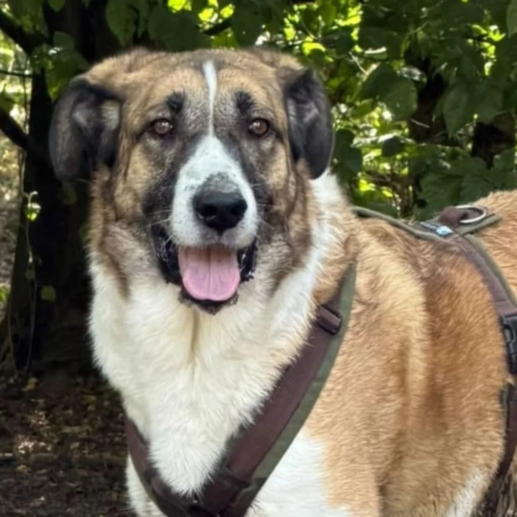 Simba, male 4yo Mixed Breed for adoption at SALVA Hundehilfe e.V.