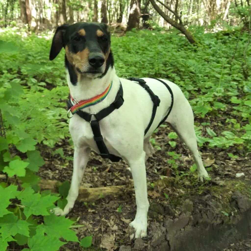 Lucero, male 4yo mixed breed for adoption at SALVA Hundehilfe e.V.