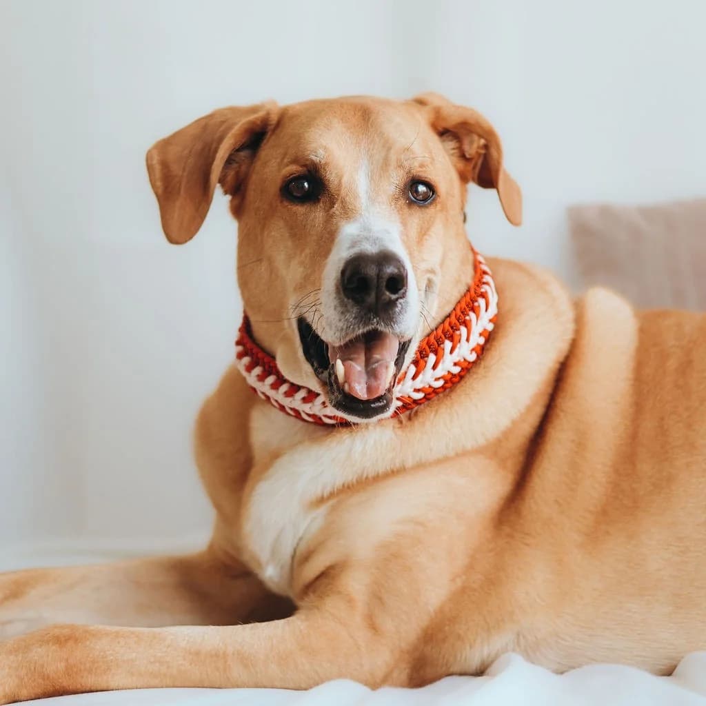 Ulises, male 6yo Mixed Breed for adoption at SALVA Hundehilfe e.V.