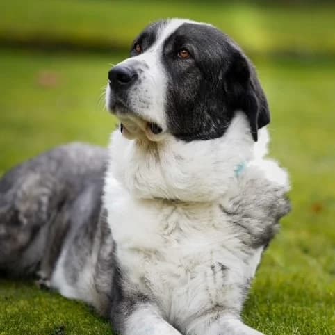 Tina, female senior mixed breed for adoption at SALVA Hundehilfe e.V.