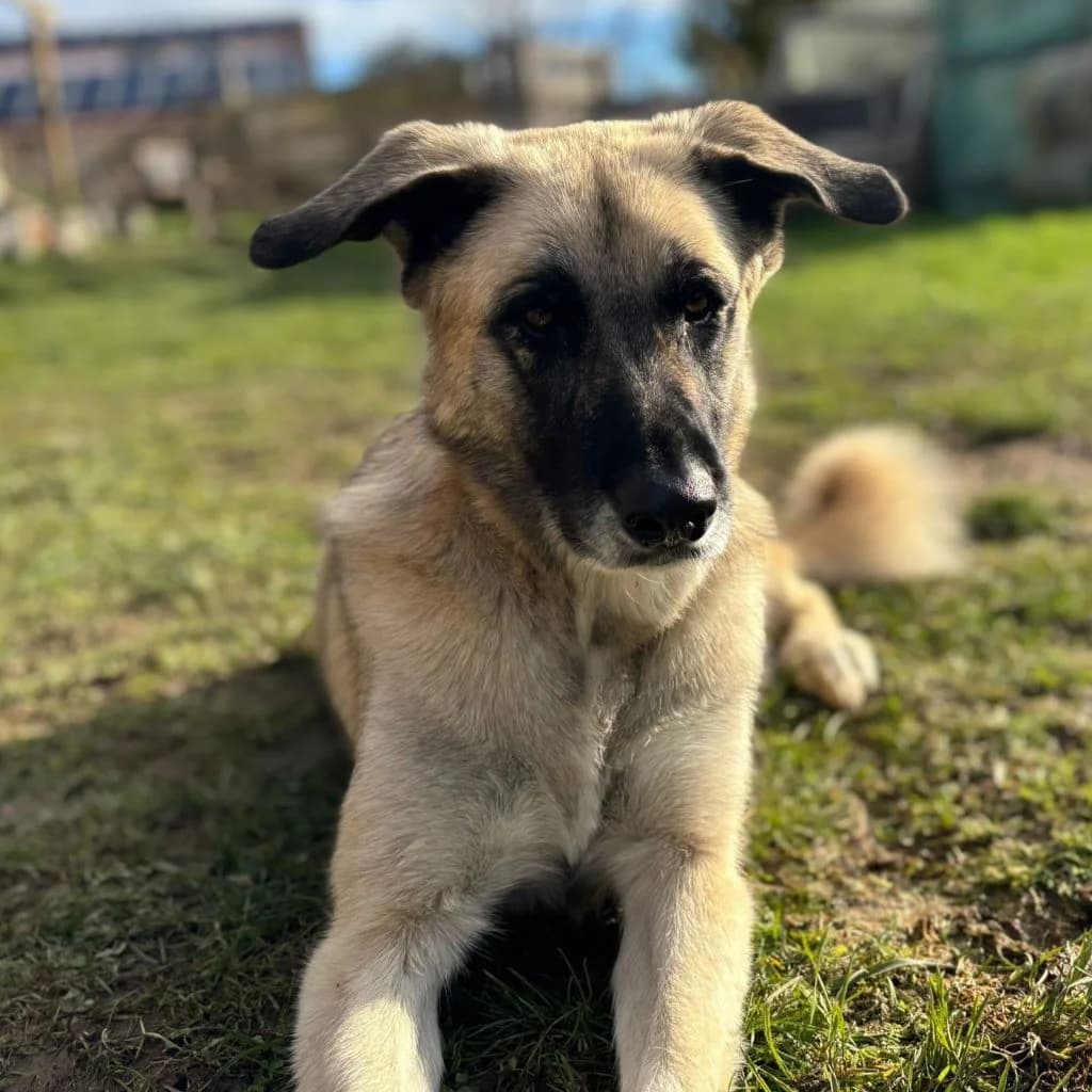 Rosalita, female 4yo Mixed Breed for adoption at SALVA Hundehilfe e.V.