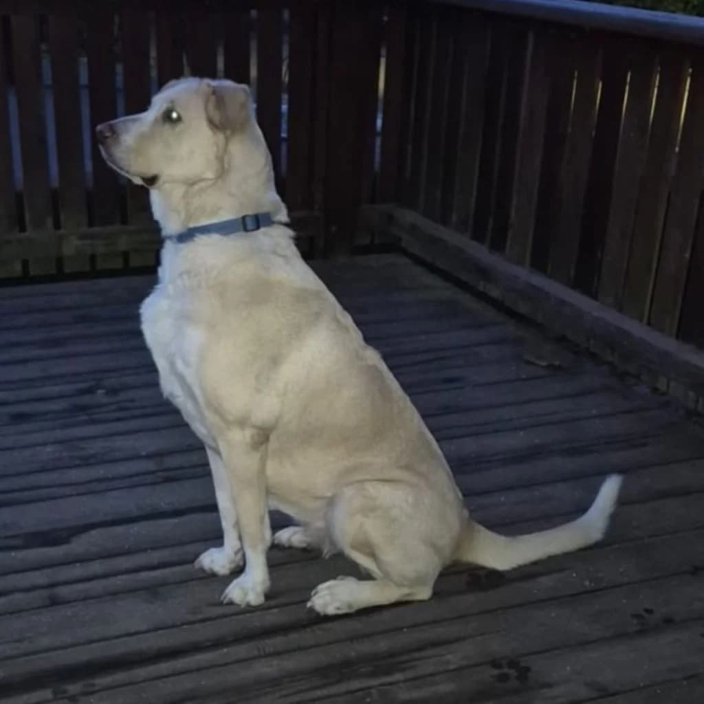 Dama, gold female 6yo mixed breed for adoption at SALVA Hundehilfe e.V.