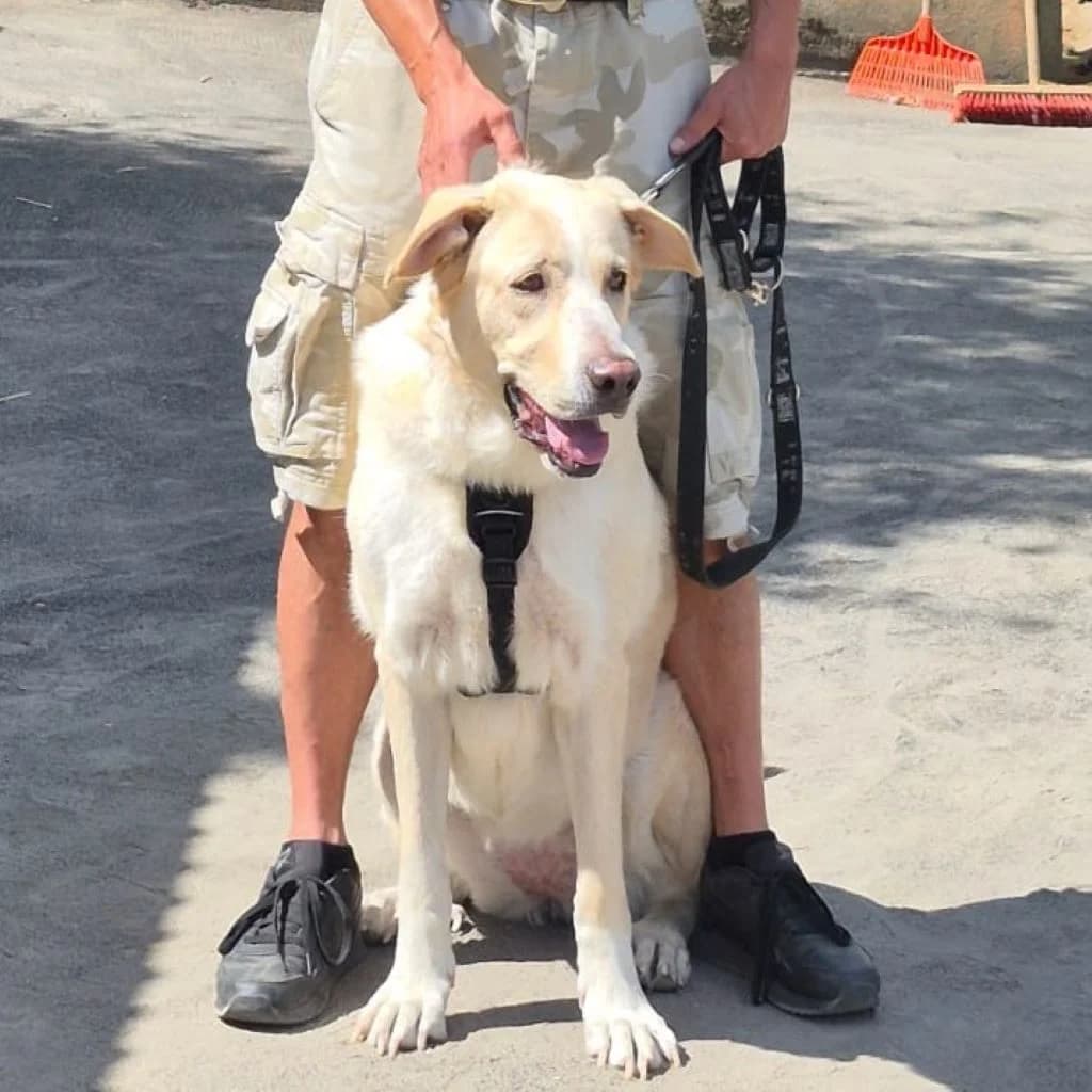 Dama, gold female 6yo mixed breed for adoption at SALVA Hundehilfe e.V.