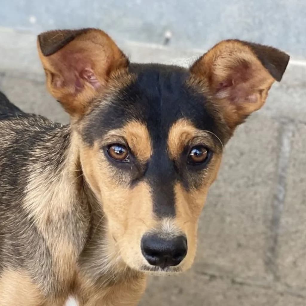 Magnus, male 3yo Mixed Breed for adoption at SALVA Hundehilfe e.V.