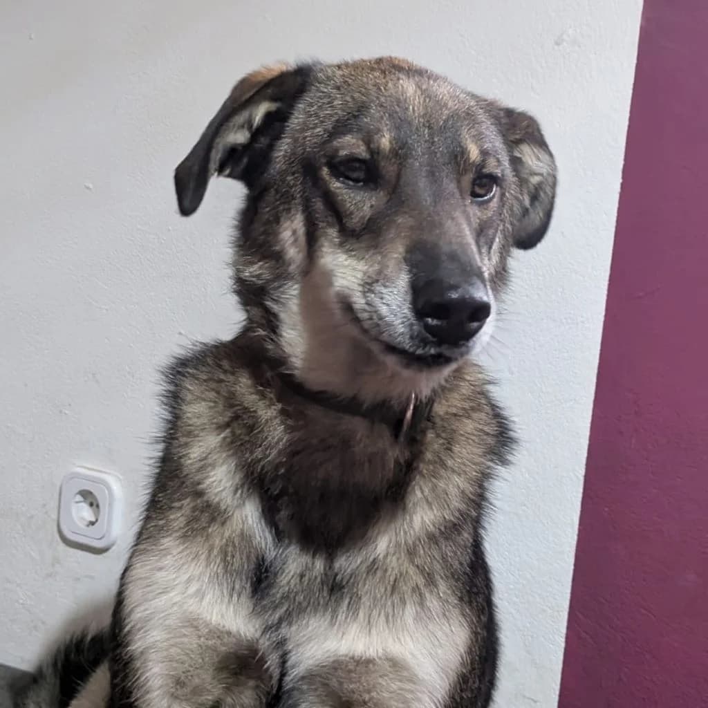 Fidan, male 4yo Mixed Breed for adoption at SALVA Hundehilfe e.V.