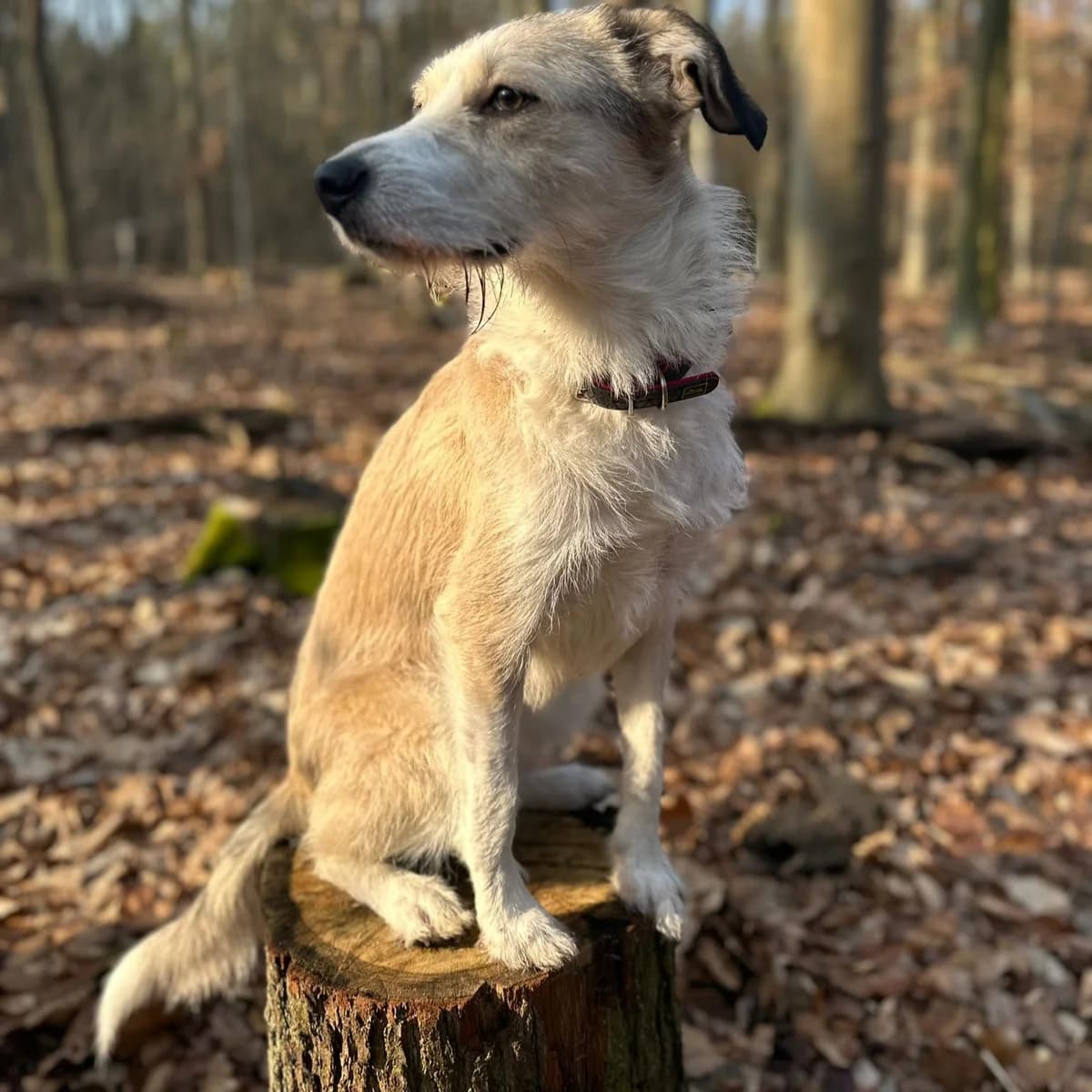 Biljana, female young Mixed Breed for adoption at SALVA Hundehilfe e.V.