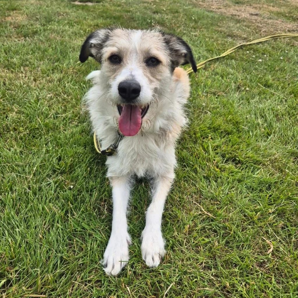 Biljana, female young Mixed Breed for adoption at SALVA Hundehilfe e.V.
