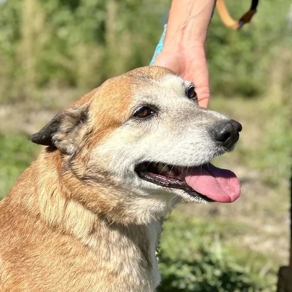 Ben, male senior Mixed Breed for adoption at SALVA Hundehilfe e.V.