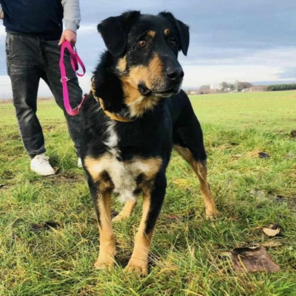 Set, male senior Mixed Breed for adoption at SALVA Hundehilfe e.V.