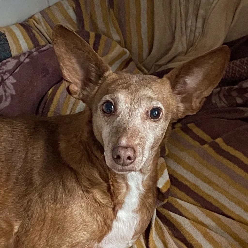 Tammy, female 7yo Podenco for adoption at SALVA Hundehilfe e.V.