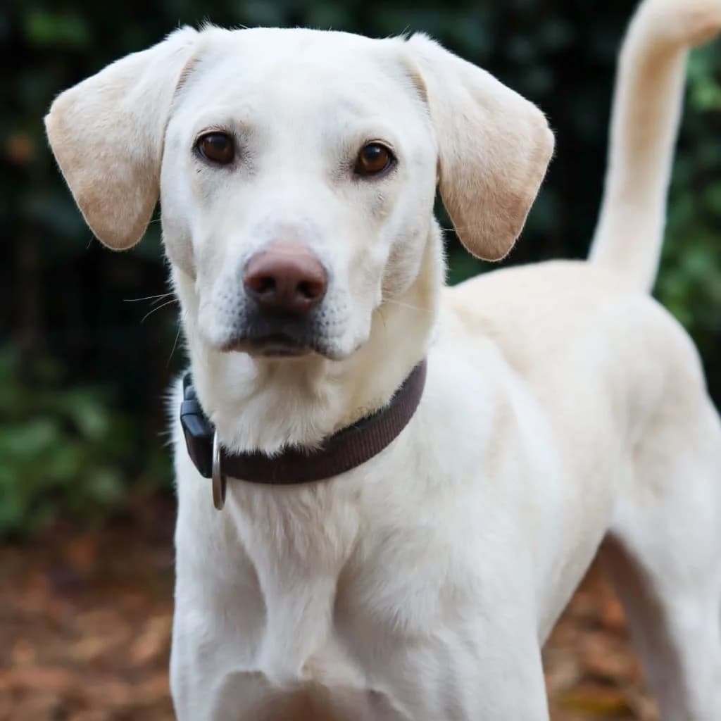 Willy, male 4yo Labrador Retriever for adoption at SALVA Hundehilfe e.V.