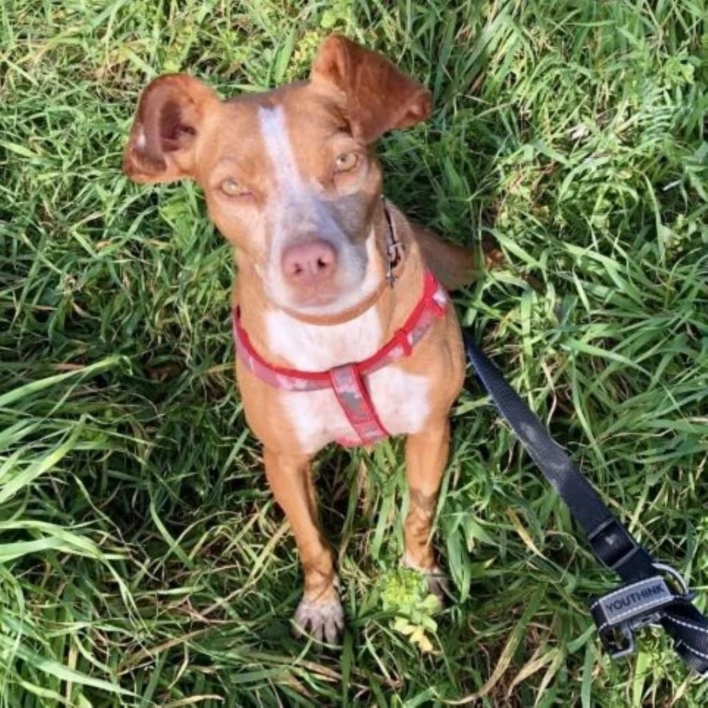 Candy, female 4yo Podenco for adoption at SALVA Hundehilfe e.V.