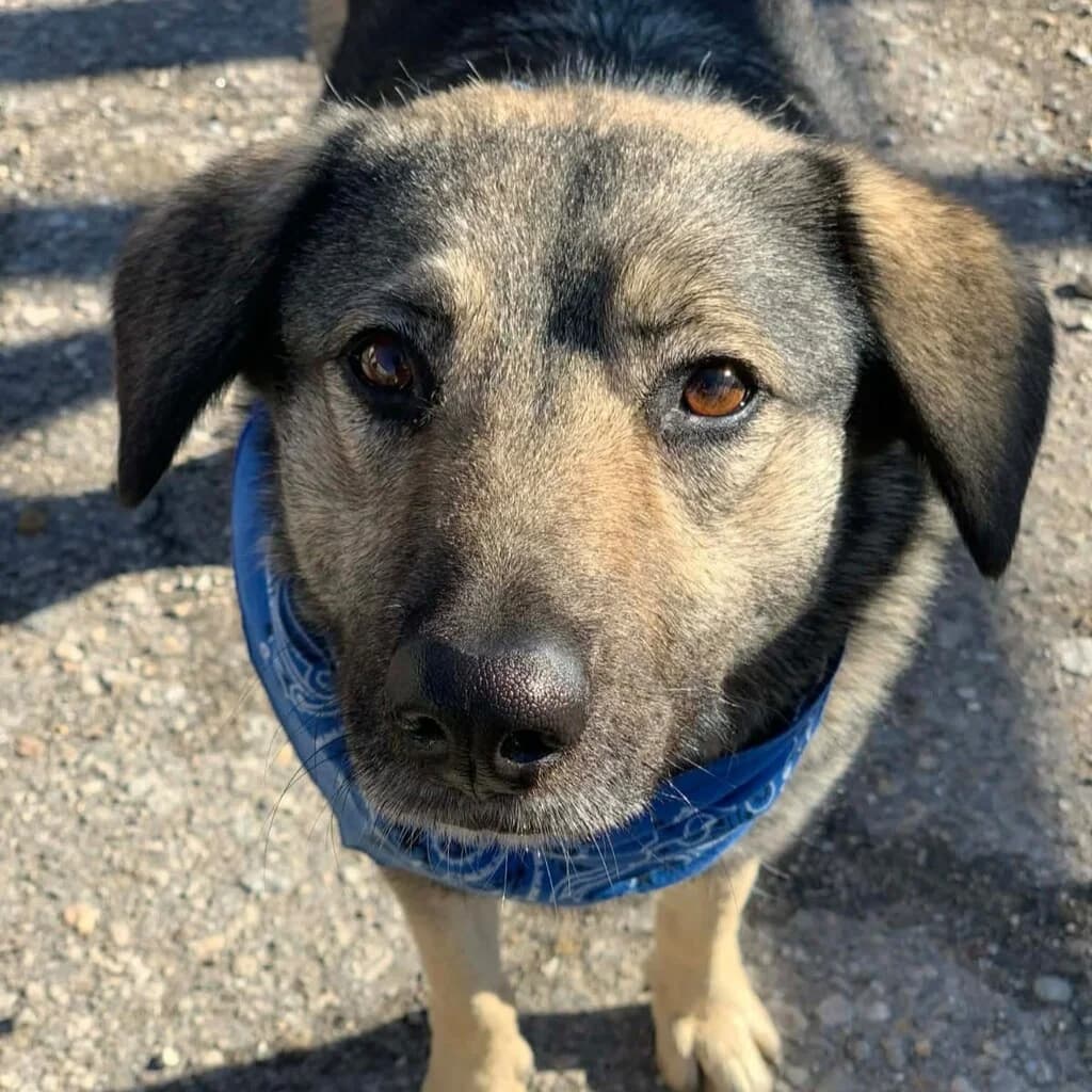 Fifo, male 3yo Mixed Breed for adoption at SALVA Hundehilfe e.V.