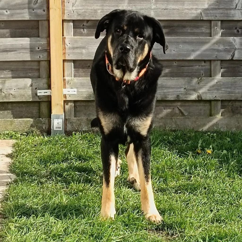 Belian, male young mixed breed for adoption at SALVA Hundehilfe e.V.