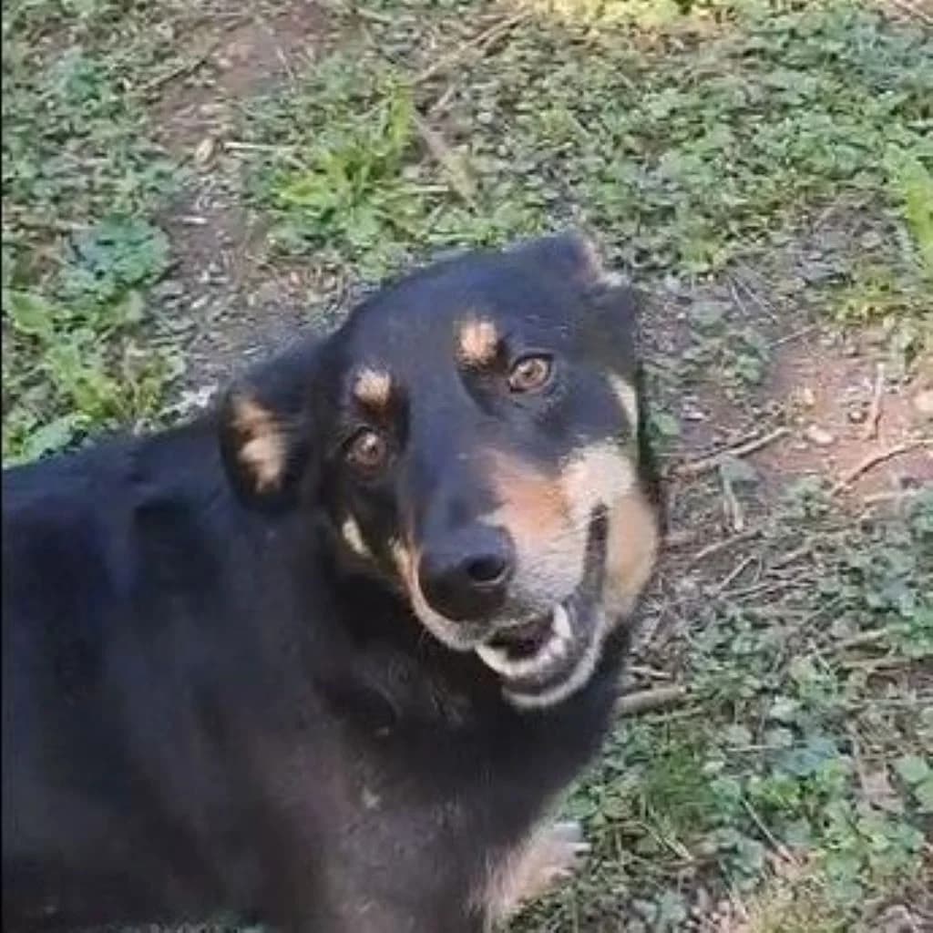 Hedda, female 4yo Mixed Breed for adoption at SALVA Hundehilfe e.V.