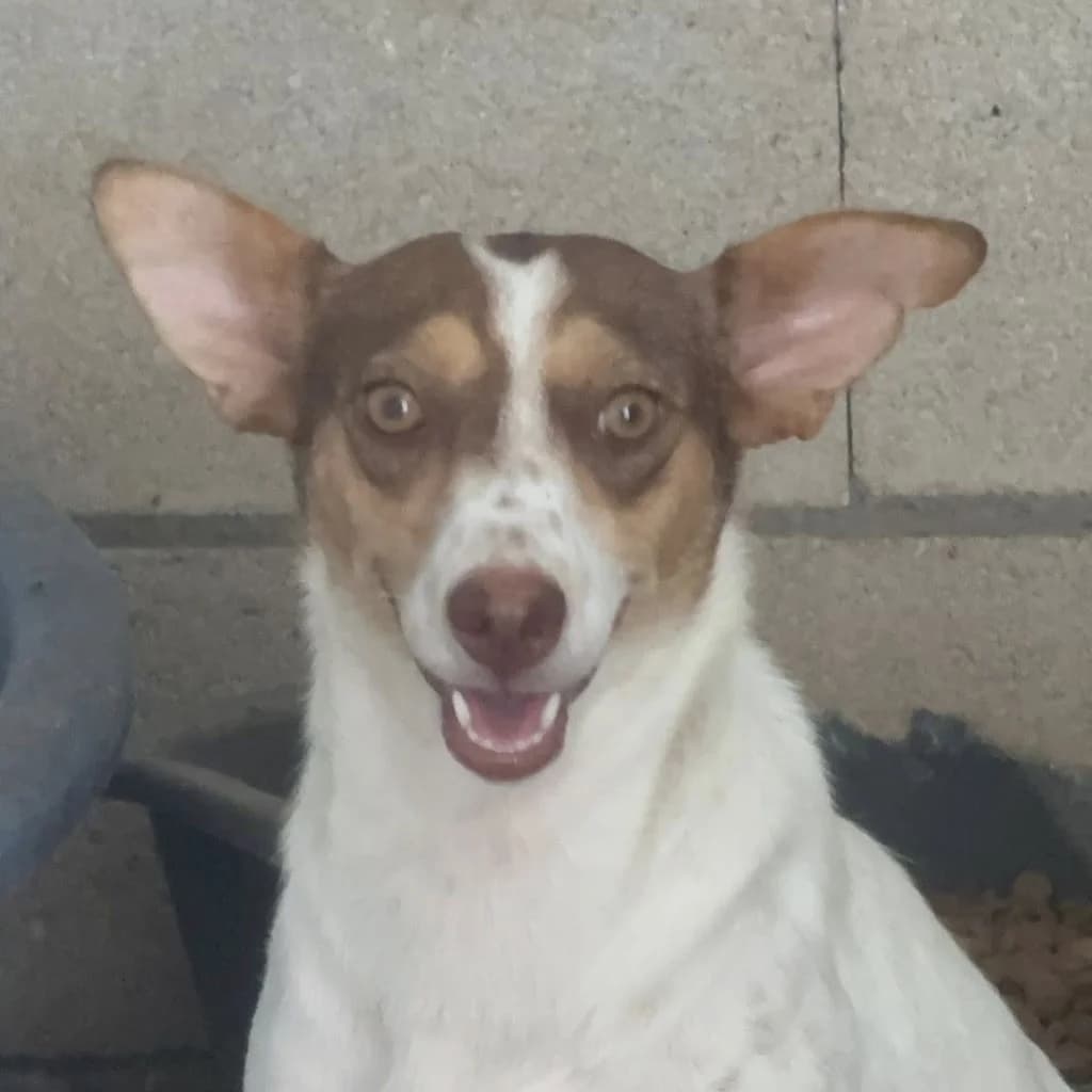 Amiera, female 3yo Podenco for adoption at SALVA Hundehilfe e.V.