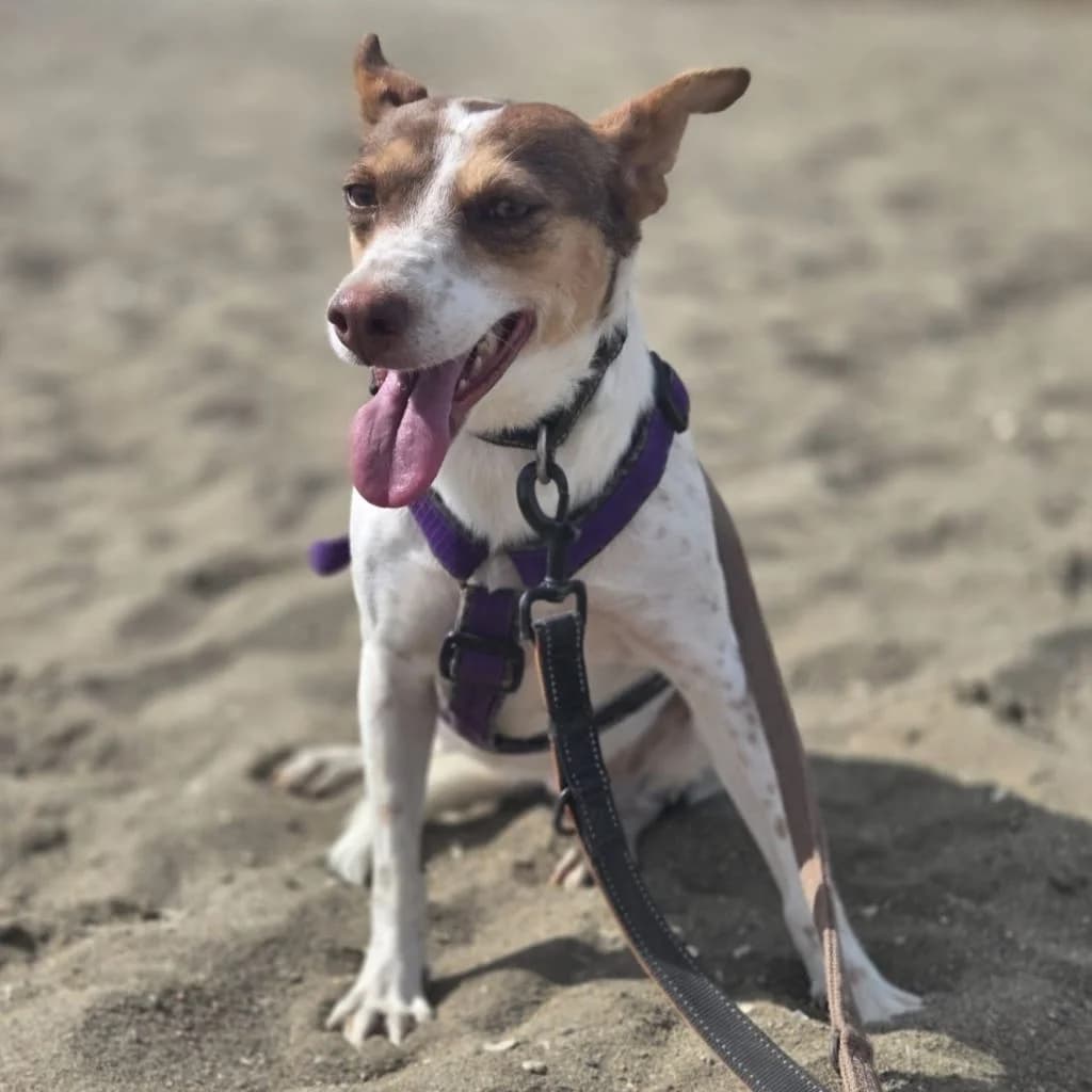 Amiera, female 3yo Podenco for adoption at SALVA Hundehilfe e.V.