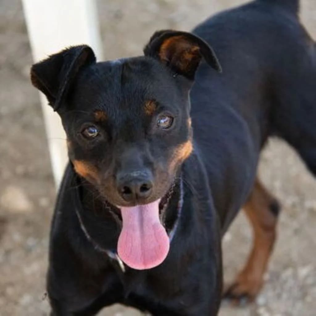 Rosmon, male 5yo mixed breed for adoption at SALVA Hundehilfe e.V.