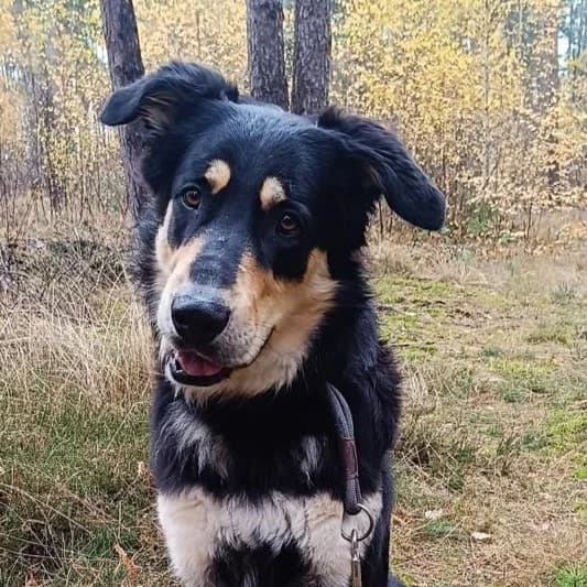 Matteo, male young Mixed Breed for adoption at SALVA Hundehilfe e.V.
