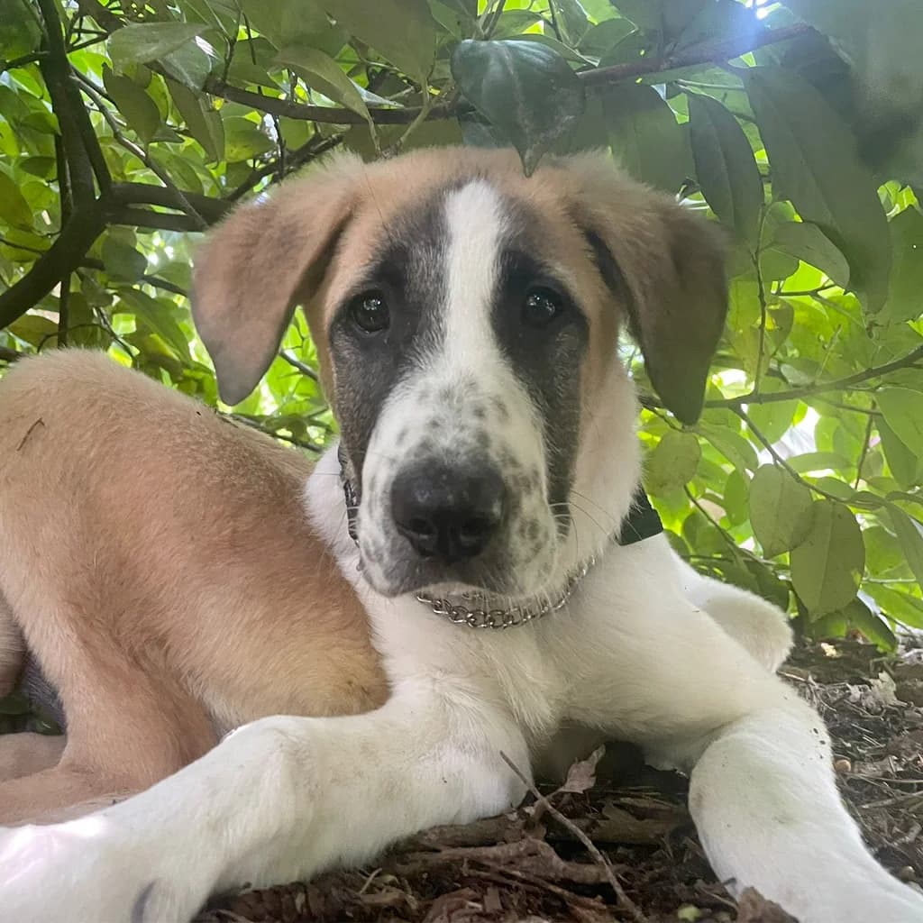 Gerd, male young Mixed Breed for adoption at SALVA Hundehilfe e.V.