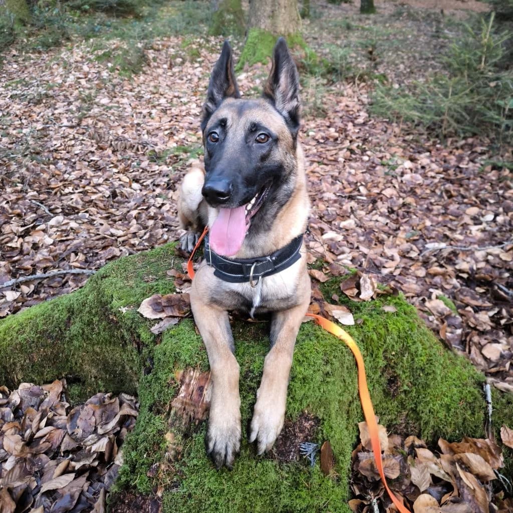 Mike, male 3yo Belgian Malinois for adoption at SALVA Hundehilfe e.V.