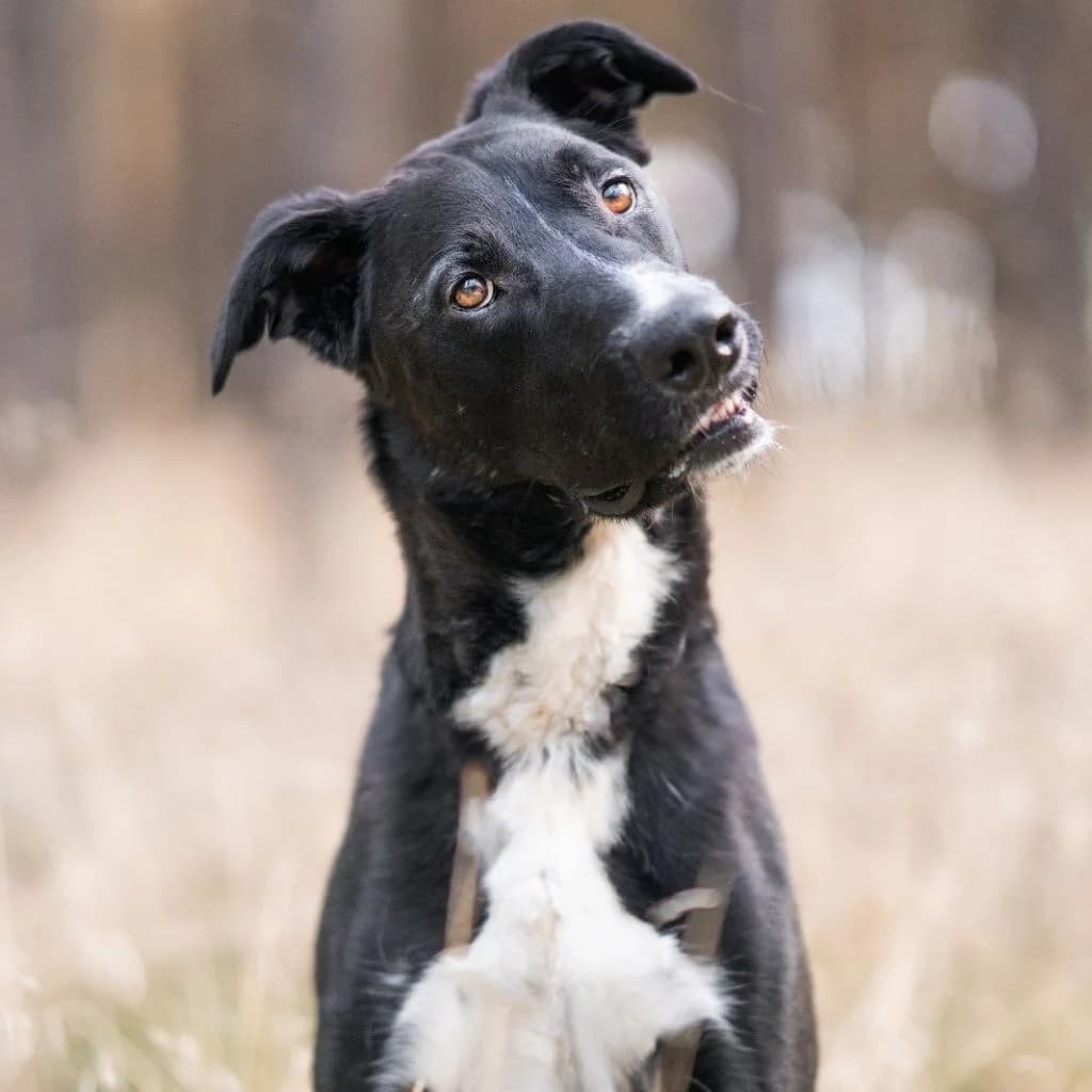 Drogo, male 3yo Mixed Breed for adoption at SALVA Hundehilfe e.V.