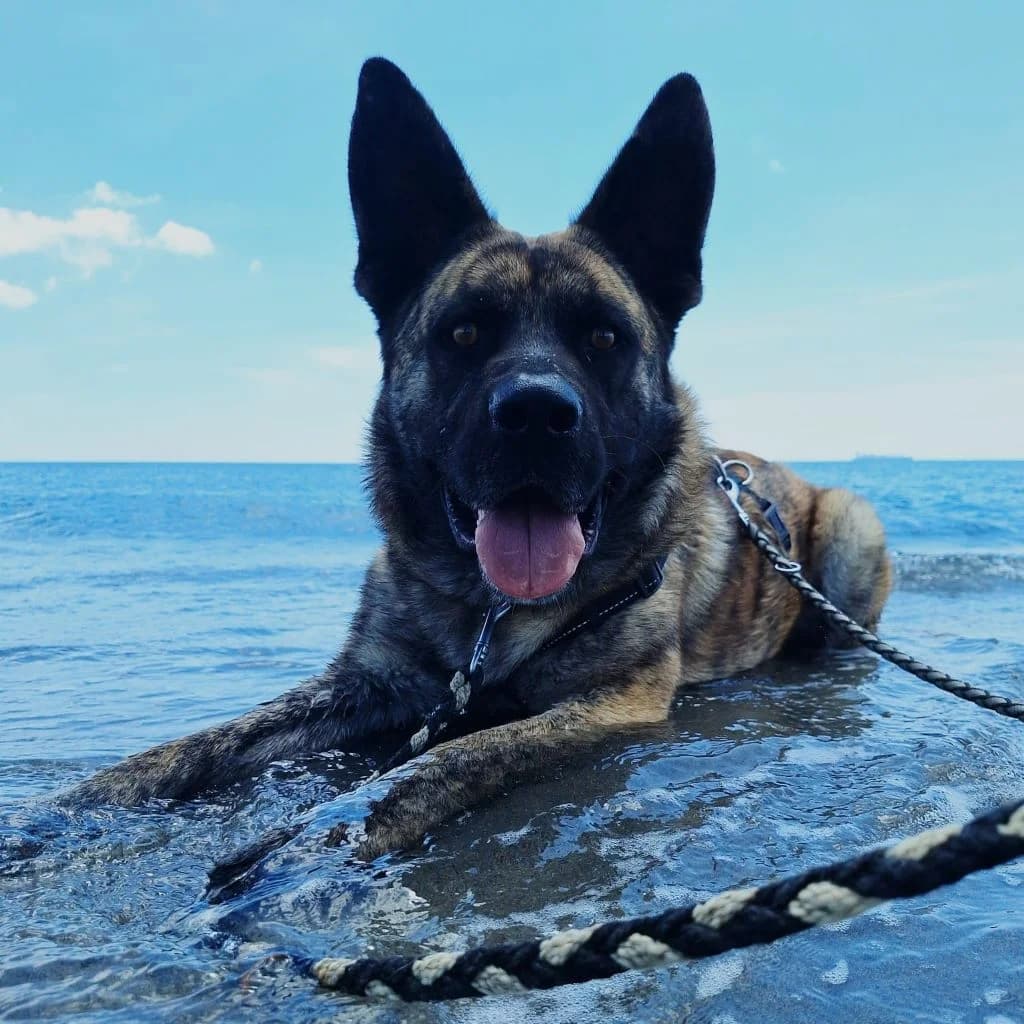 Baco, male 3yo Mixed Breed for adoption at SALVA Hundehilfe e.V.