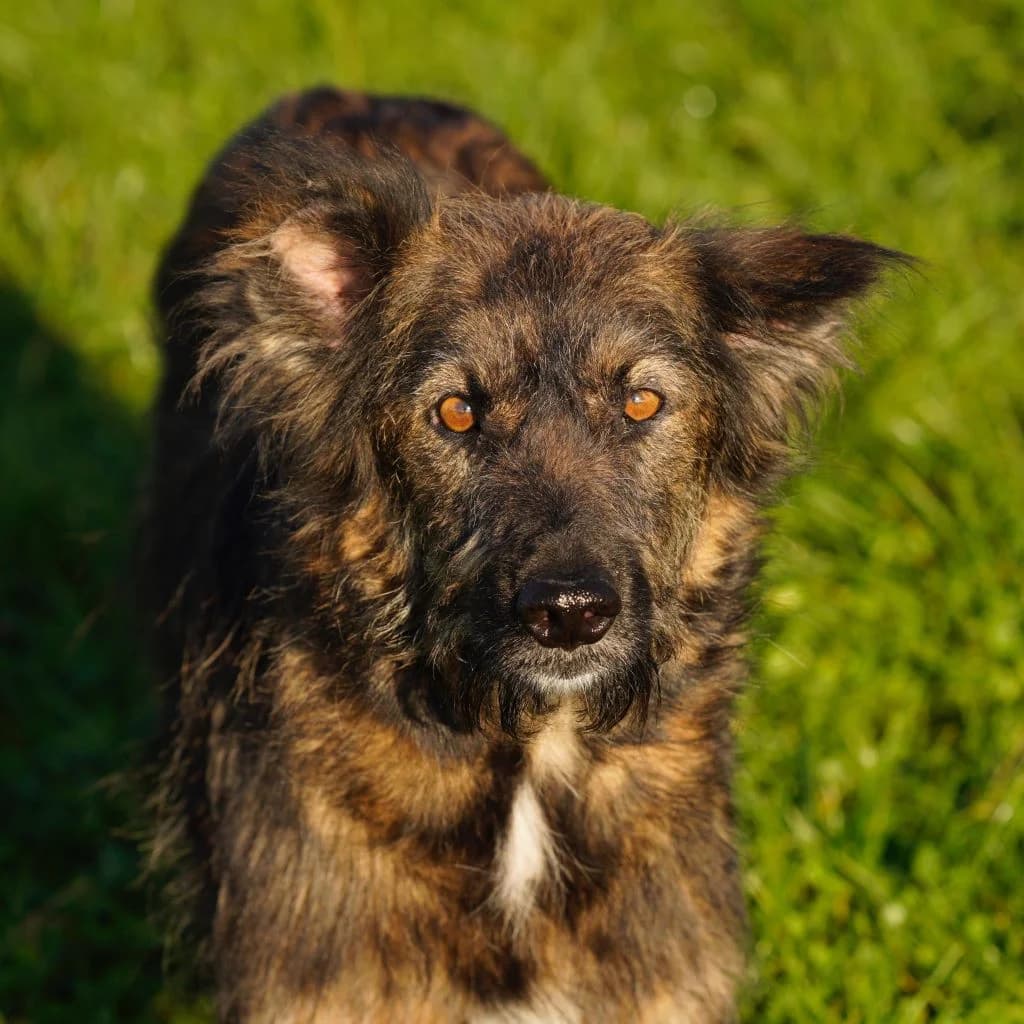 Ena, female 3yo Mixed Breed for adoption at SALVA Hundehilfe e.V.