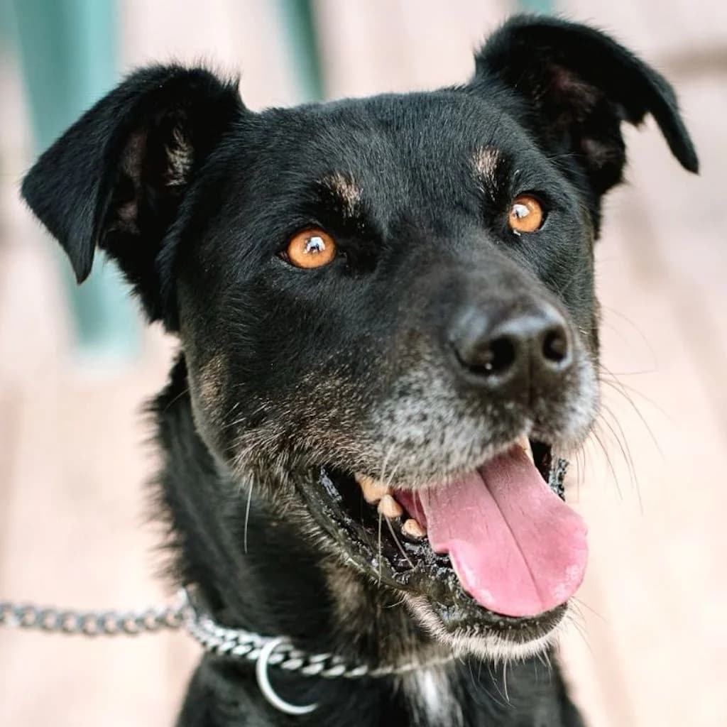 Pirata, male 6yo Mixed Breed for adoption at SALVA Hundehilfe e.V.