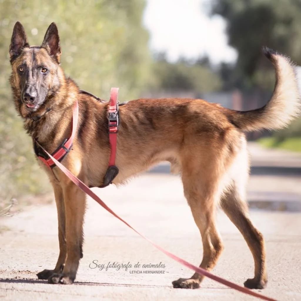 Siete, male 4yo Belgian Malinois for adoption at SALVA Hundehilfe e.V.