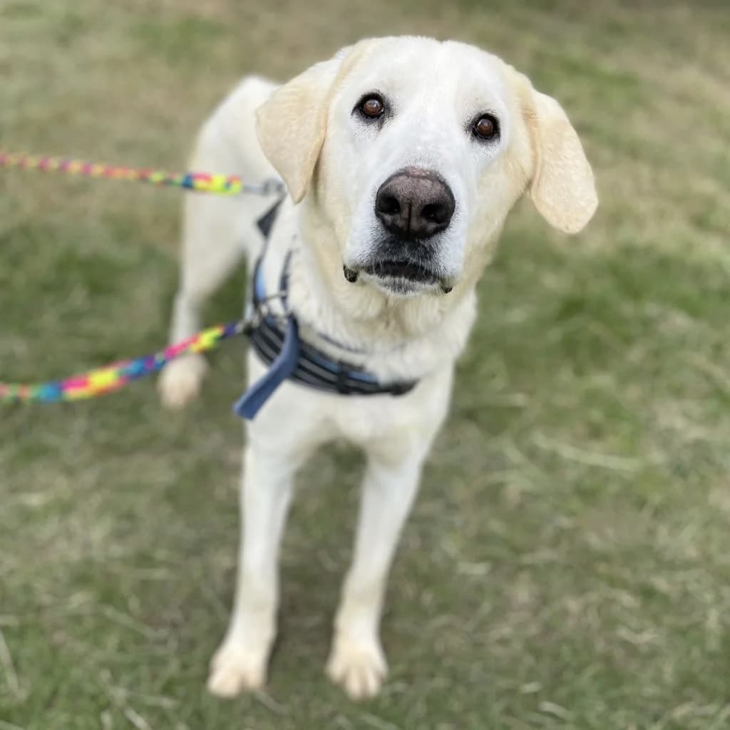 Coco, male 6yo Mixed Breed for adoption at SALVA Hundehilfe e.V.