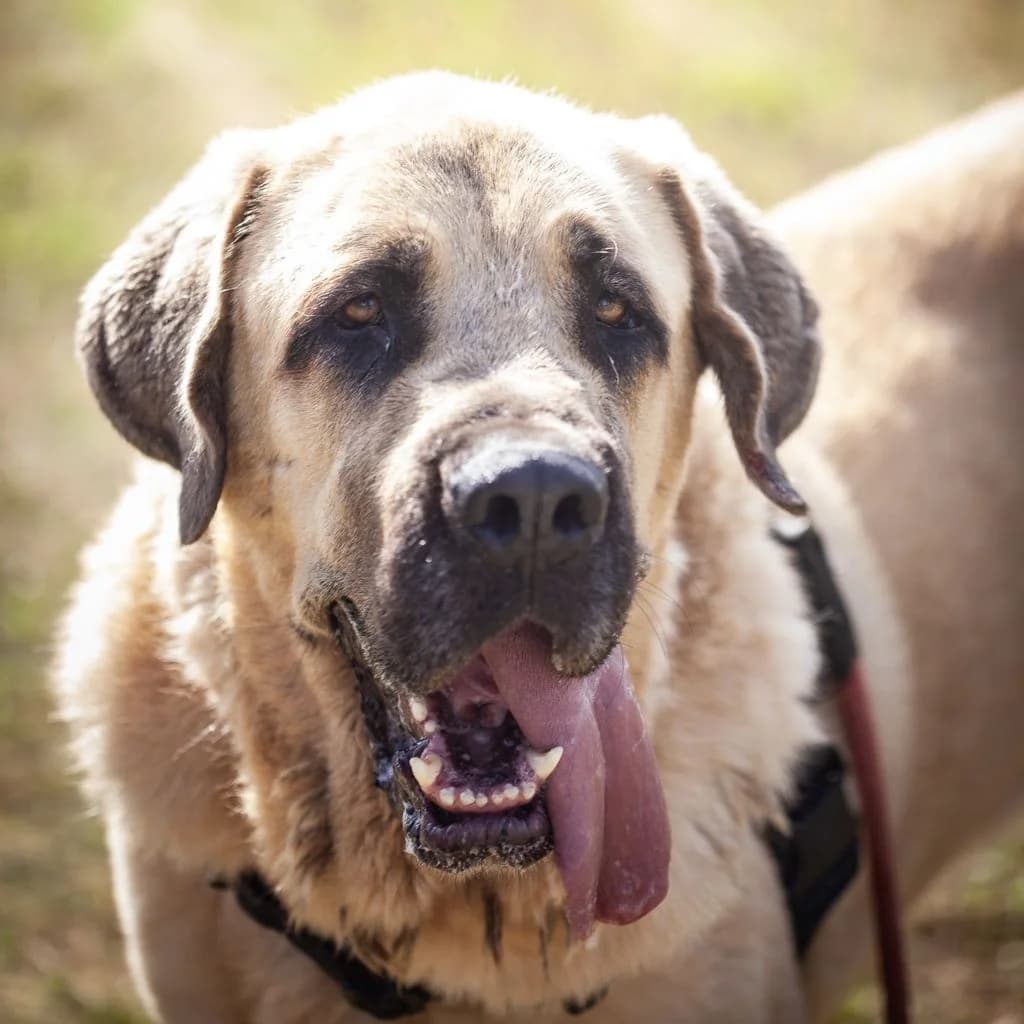 Pitu, male 5yo mixed breed for adoption at SALVA Hundehilfe e.V.