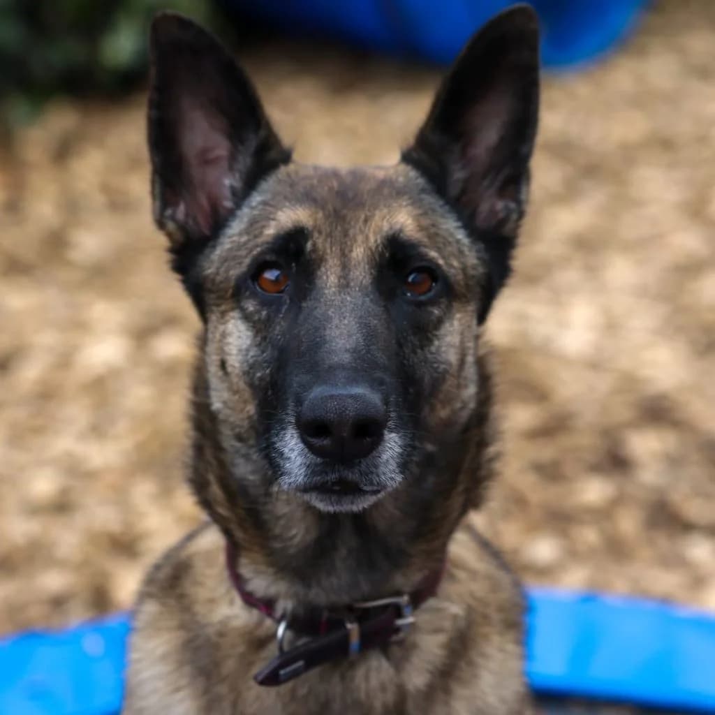 Pieza, female 6yo Belgian Malinois for adoption at SALVA Hundehilfe e.V.