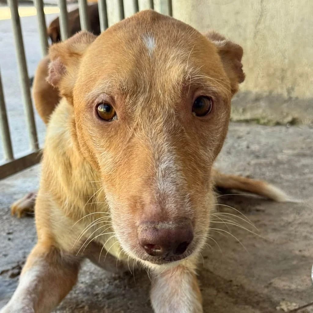 Chica, female 4yo Podenco for adoption at SALVA Hundehilfe e.V.