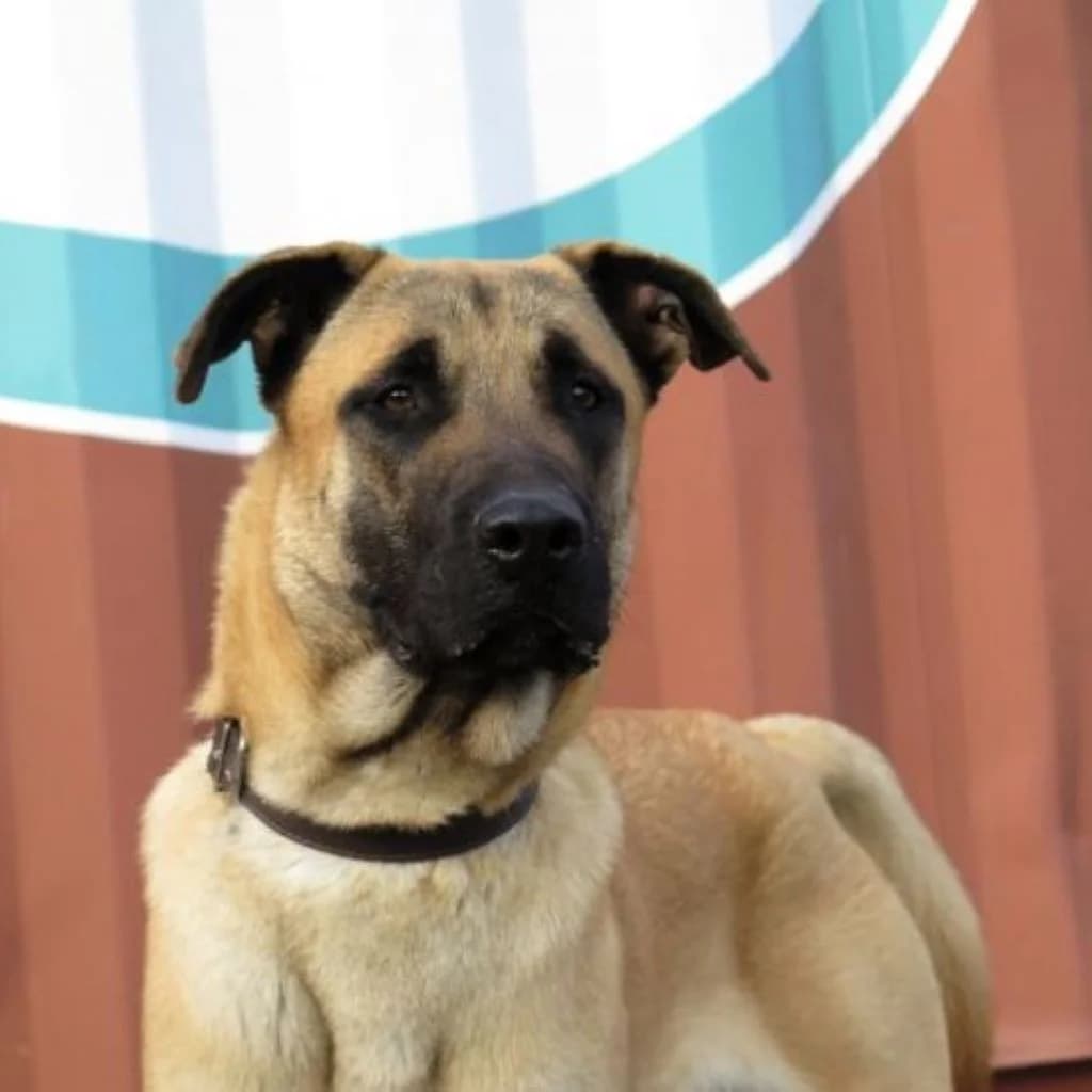 Gimli, male 3yo Mixed Breed for adoption at SALVA Hundehilfe e.V.