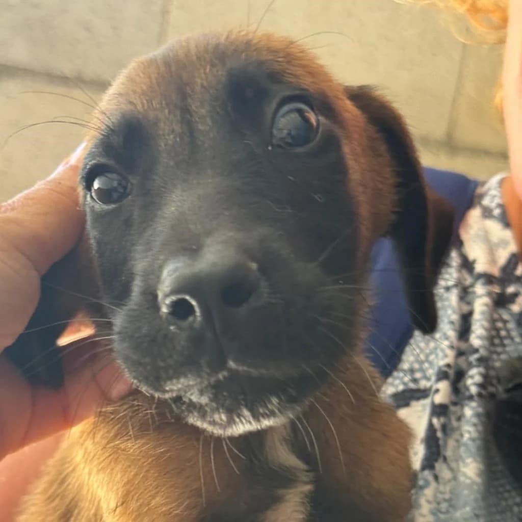 Hakan, male young Belgian Malinois for adoption at SALVA Hundehilfe e.V.