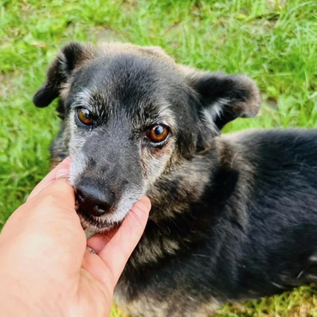 Kenzo, male senior Mixed Breed for adoption at SALVA Hundehilfe e.V.