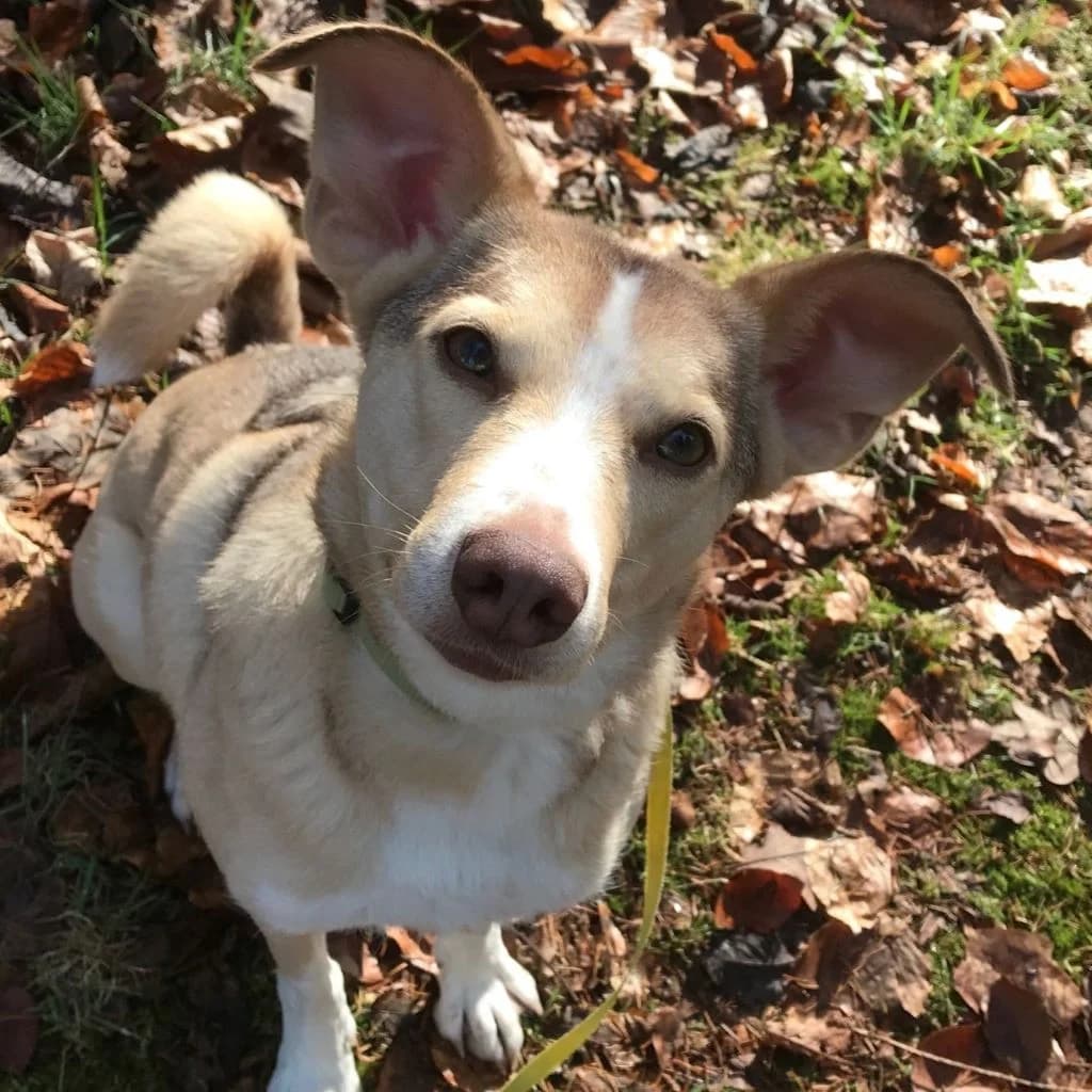 Boni, female 3yo Mixed Breed for adoption at SALVA Hundehilfe e.V.