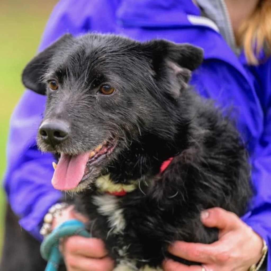 Sanczo, male senior Mixed Breed for adoption at SALVA Hundehilfe e.V.