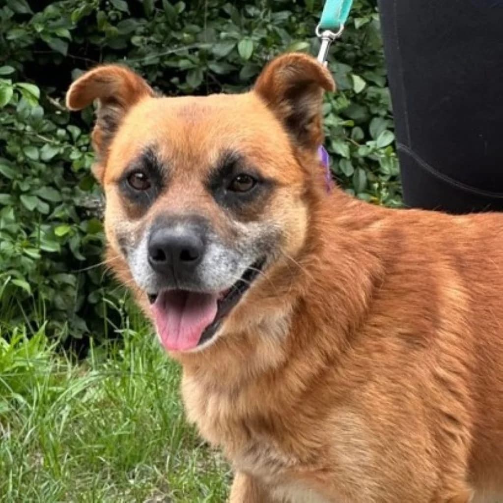 Ananas, female 7yo Mixed Breed for adoption at SALVA Hundehilfe e.V.