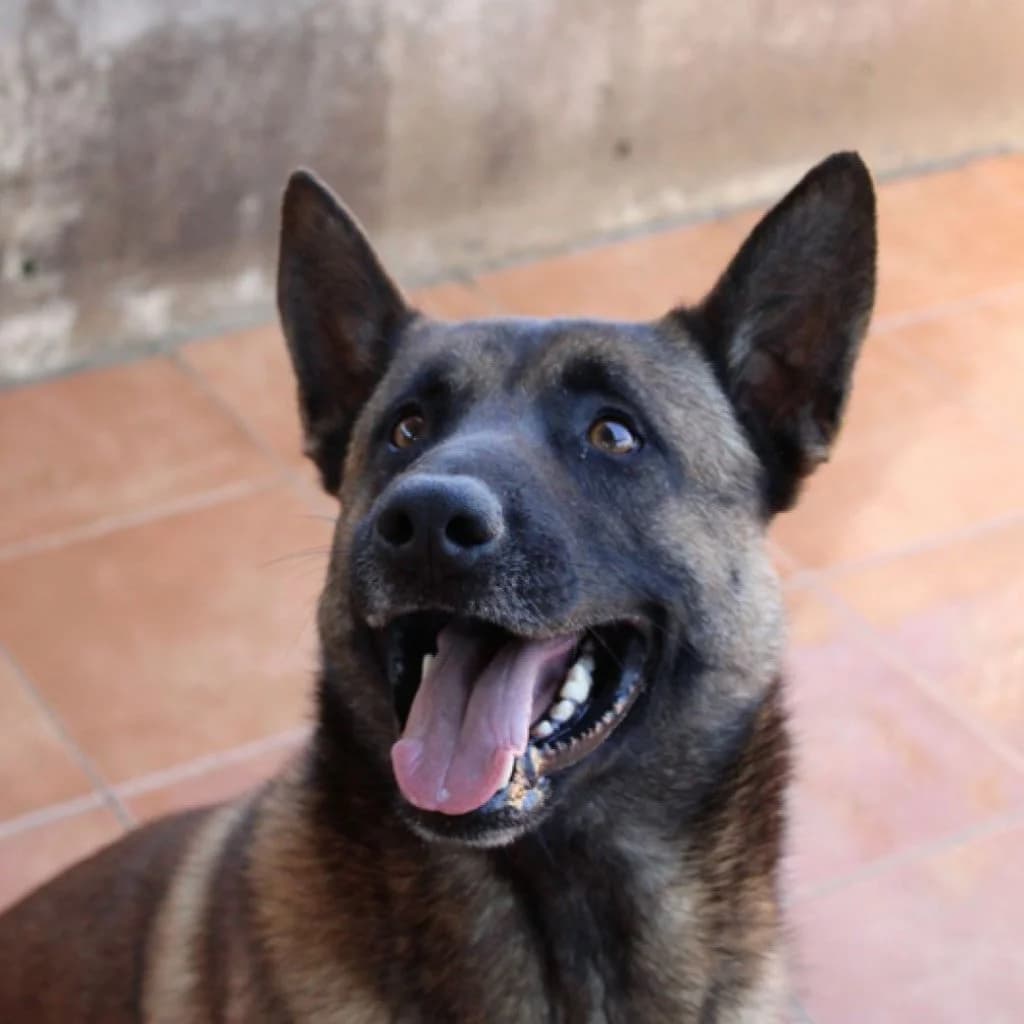 Merengue, male 5yo Belgian Malinois for adoption at SALVA Hundehilfe e.V.