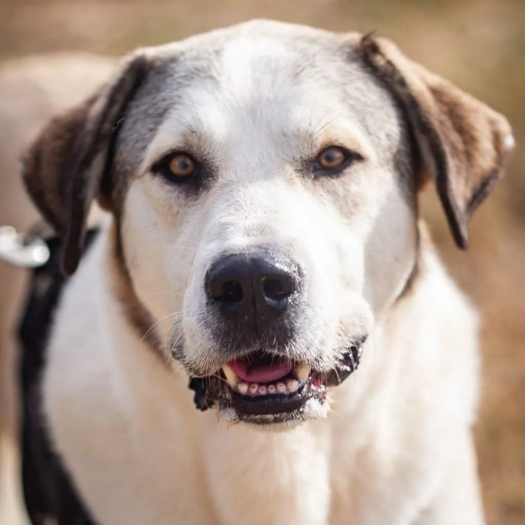 Pancho, male 6yo mixed breed for adoption at SALVA Hundehilfe e.V.