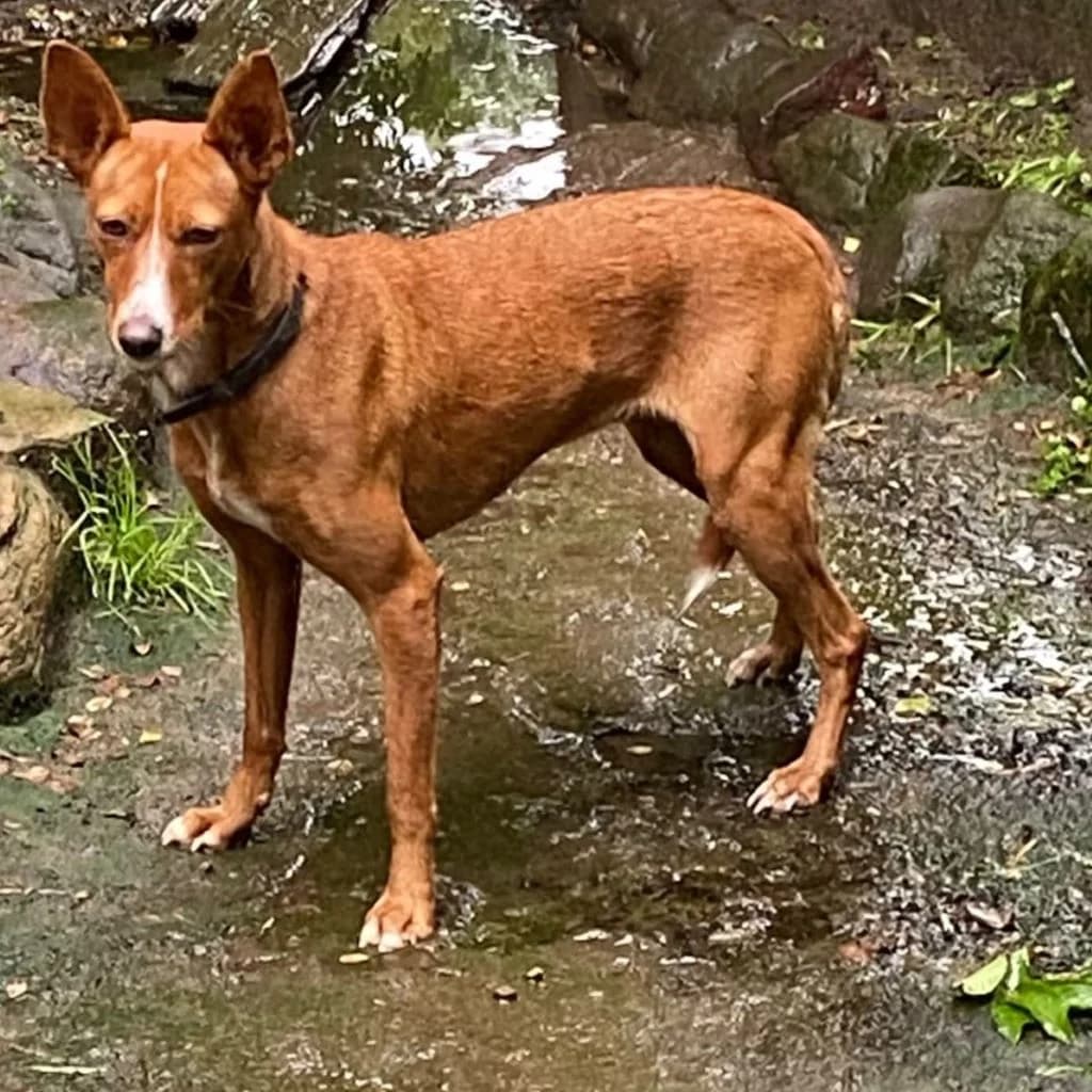 Leni, female young Podenco for adoption at SALVA Hundehilfe e.V.