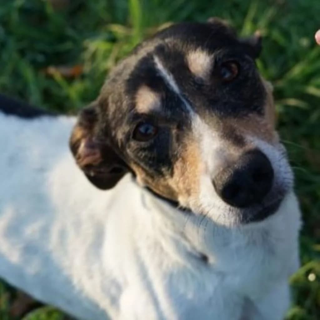 Triky, male senior mixed breed for adoption at SALVA Hundehilfe e.V.