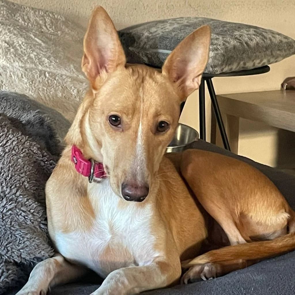 Jacinta, female 3yo Podenco for adoption at SALVA Hundehilfe e.V.