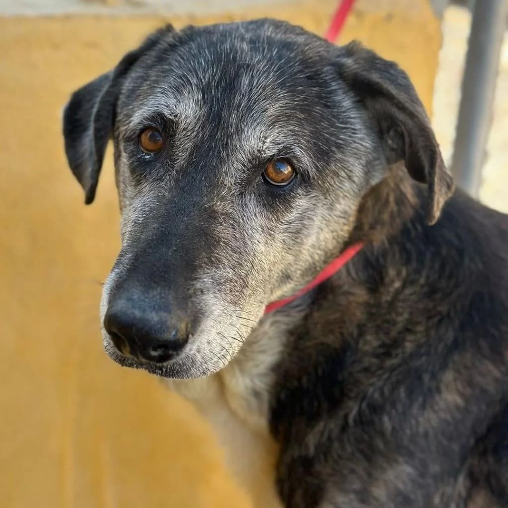 Abuelito, male senior Mixed Breed for adoption at SALVA Hundehilfe e.V.